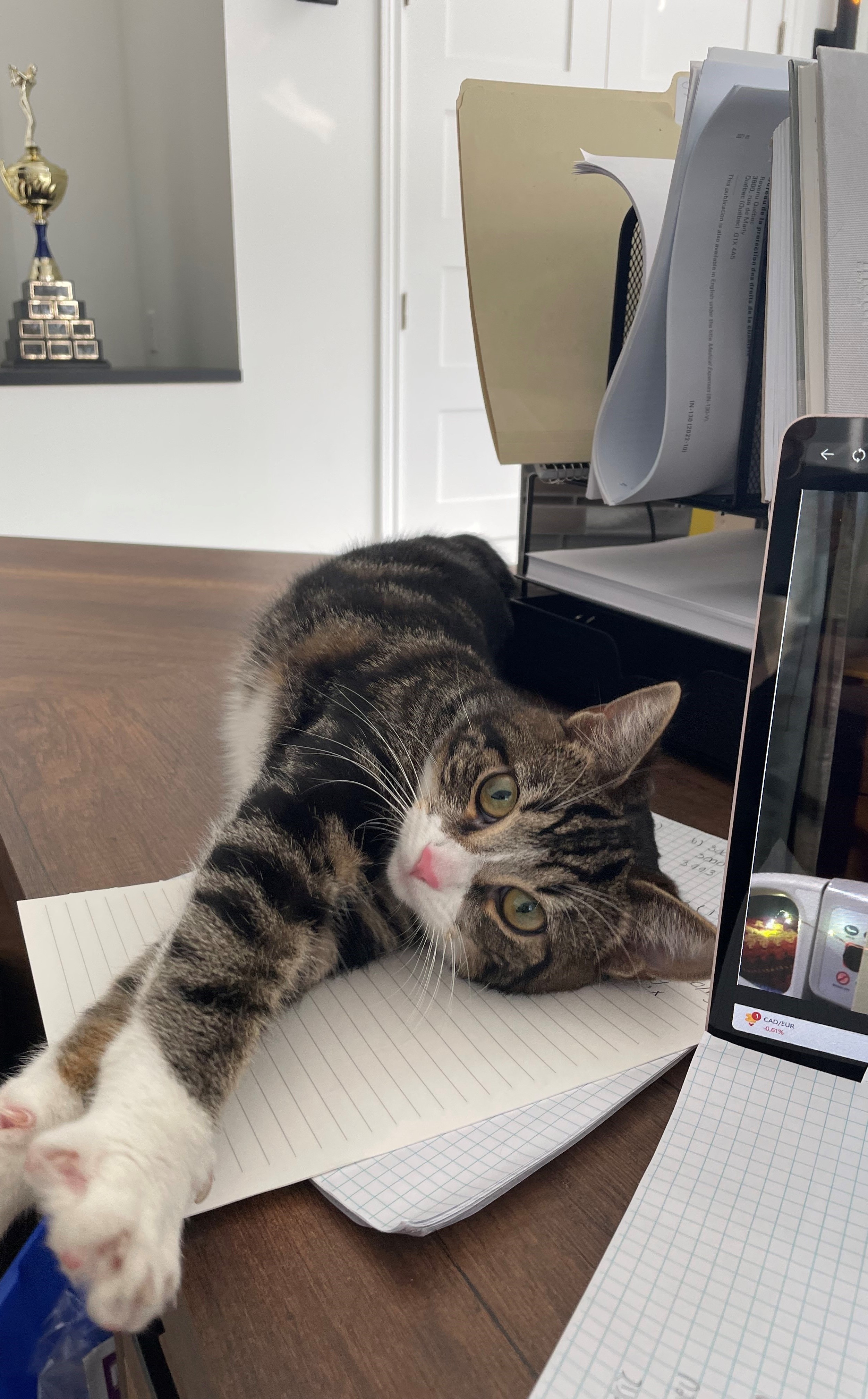 Penny, notre mascotte Image